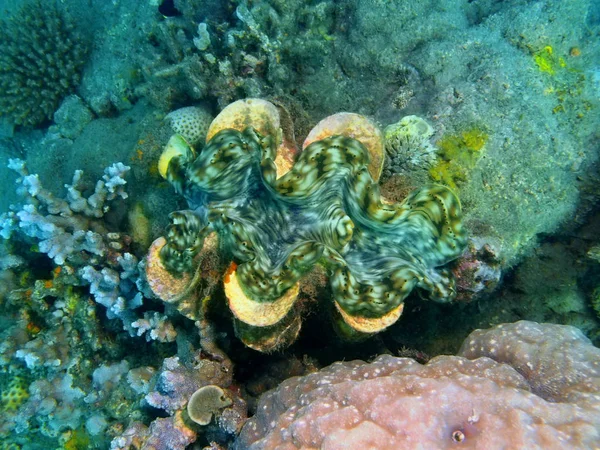 Clam, Island Bali, Lovina reef — Stock Photo, Image