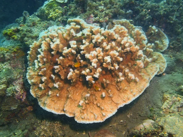 Sten, ön Bali, Lovina korallrev — Stockfoto