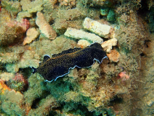 Verme piatto, Isola di Bali, Barriera ovina Fotografia Stock