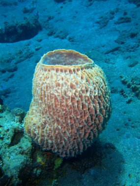 Demosponge, Adası Bali Lovina resif