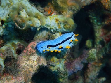 Gerçek deniz yaratığı, Adası Bali Lovina resif