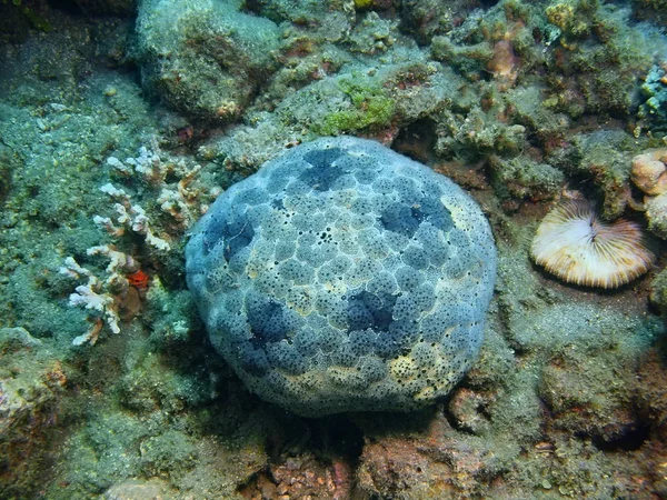 Stella marina, Isola di Bali, Barriera corallina — Foto Stock