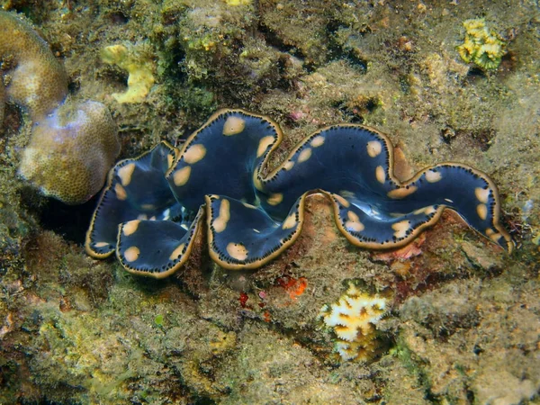 Clam, Island Bali, Lovina reef — Stock Photo, Image