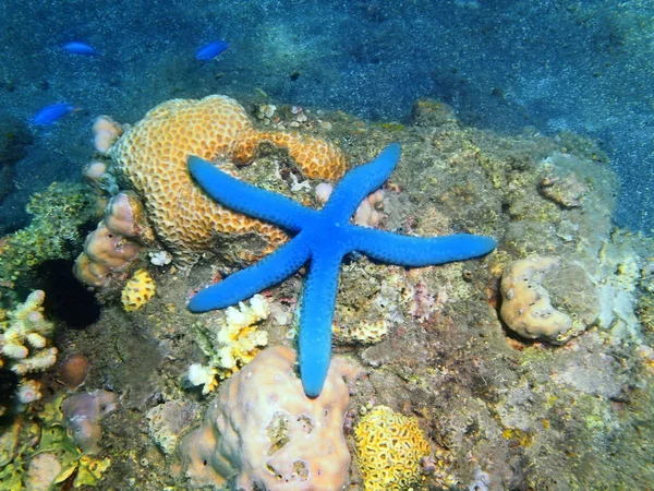 Deniz yıldızı, Adası Bali Lovina resif — Stok fotoğraf