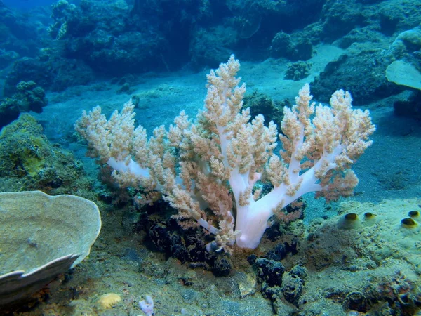 Corallo molle, Isola di Bali, Barriera ovina — Foto Stock