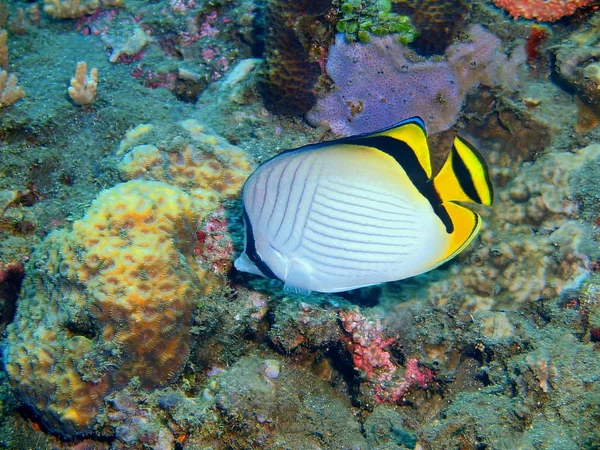 サンゴ礁の魚たち、バリ島ロビナ リーフ — ストック写真