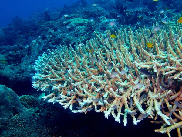 Taş, Adası Bali Lovina mercan — Stok fotoğraf