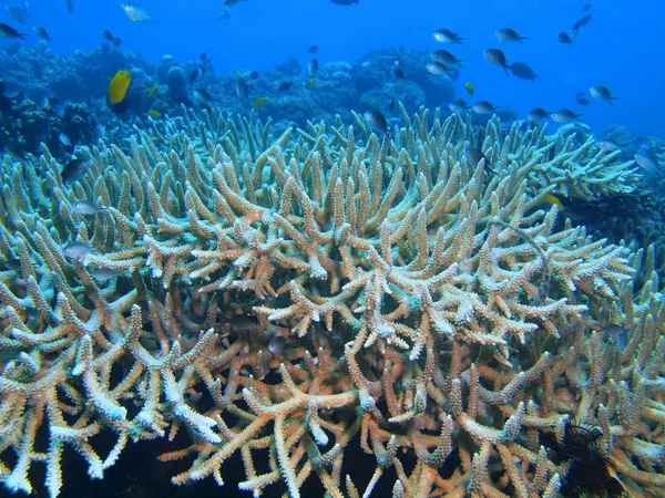 Corail de pierre, île de Bali, récif Lovina — Photo