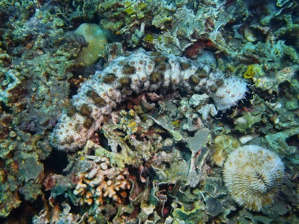 Приморський огірок, острів Балі Ловіна риф — стокове фото