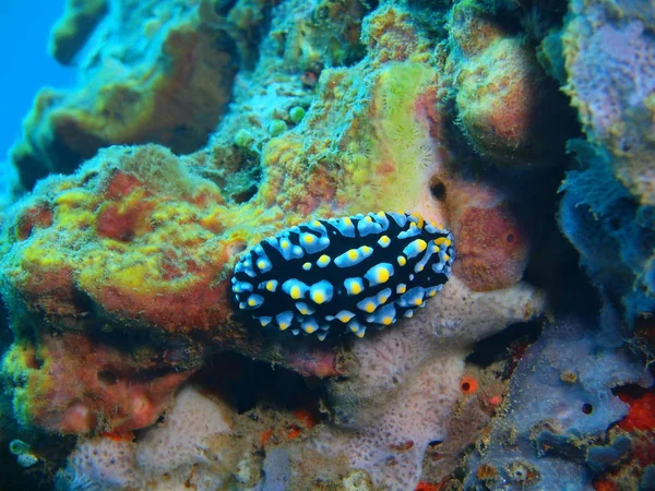Véritable limace de mer, île de Bali, récif Lovina — Photo
