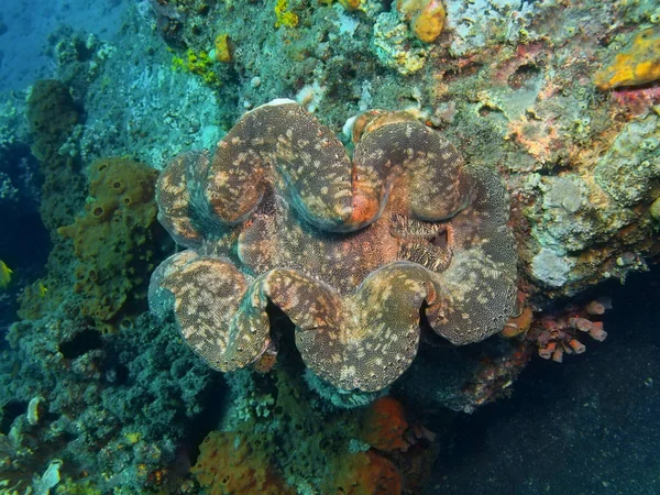 Clam, Island Bali, Lovina reef — Stock Photo, Image