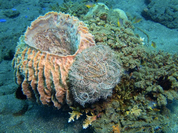 Demosponge, Adası Bali Lovina resif — Stok fotoğraf