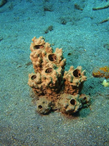 Demosponge, ostrov Bali Lovina útes — Stock fotografie