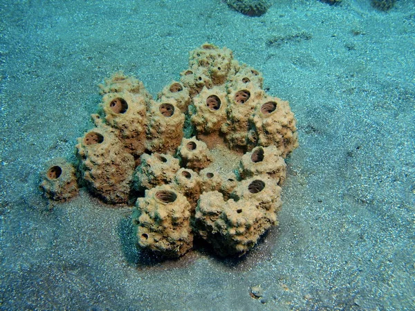 Demosponge, ostrov Bali Lovina útes — Stock fotografie