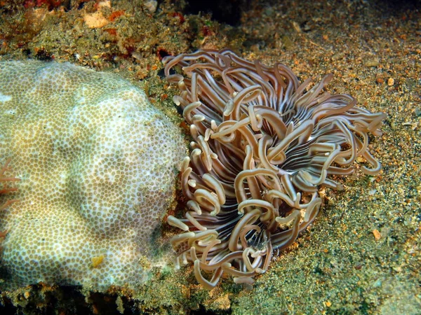 海葵，菲律宾吕宋岛，阿尼洛 — 图库照片