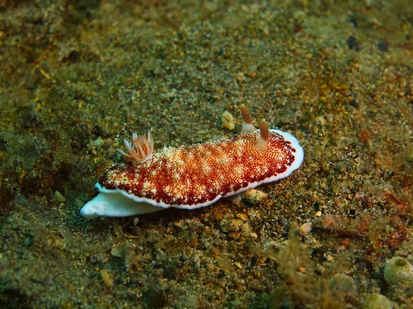 Echte Meeresschnecke, Philippinen, Insel Luzon, Anilo — Stockfoto