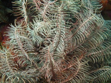 Crinjid, Filipinler, Luzon Adası, Anilo