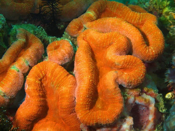 Piedra de coral, Filipinas, Isla de Luzón, Anilo —  Fotos de Stock