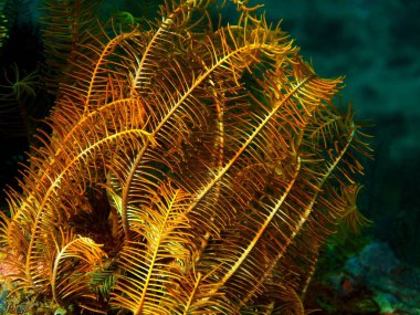 Crinjid, Filipinler, Luzon Adası, Anilo