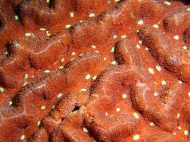 Taş mercan, Filipinler, Luzon Adası, Anilo