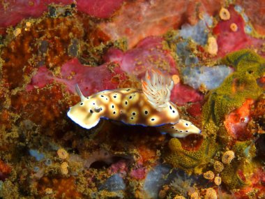 Gerçek deniz yaratığı, Filipinler, Luzon Adası, Anilo
