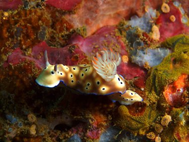 Gerçek deniz yaratığı, Filipinler, Luzon Adası, Anilo
