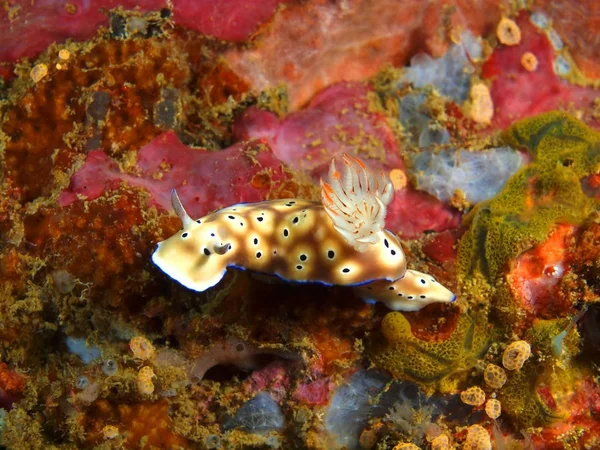 Gerçek deniz yaratığı, Filipinler, Luzon Adası, Anilo