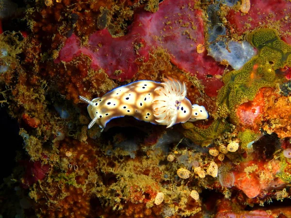 Echte Meeresschnecke, Philippinen, Insel Luzon, Anilo — Stockfoto