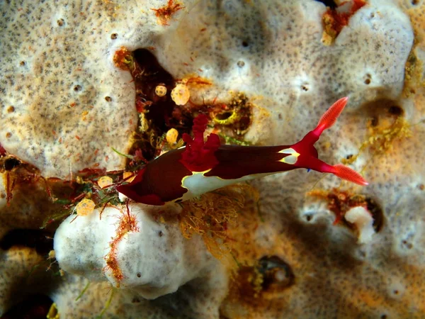 Benar laut siput, Filipina, Luzon Island, Anilo — Stok Foto