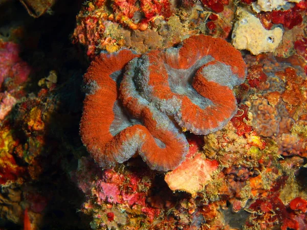 Taş mercan, Filipinler, Luzon Adası, Anilo