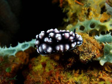 Gerçek deniz yaratığı, Filipinler, Luzon Adası, Anilo