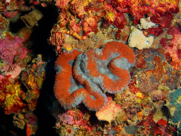 Coral de pedra, Filipinas, Ilha de Luzon, Anilo — Fotografia de Stock