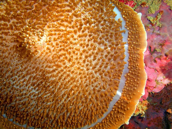 Anilo morskiego anemonu, Filipiny, Wyspa Luzon, — Zdjęcie stockowe