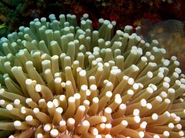 Deniz anemone, Filipinler, Luzon Adası, Anilo