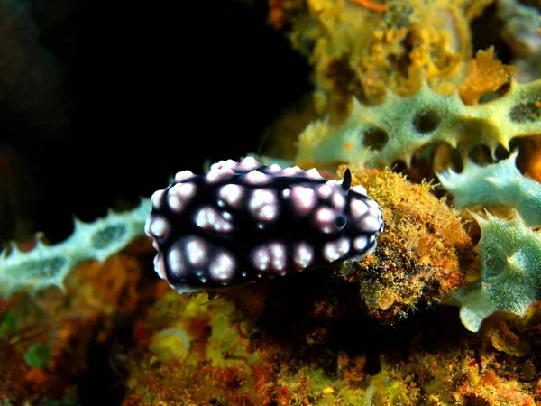 Sanna sea slug, Filippinerna, Luzon Island, Anilo — Stockfoto