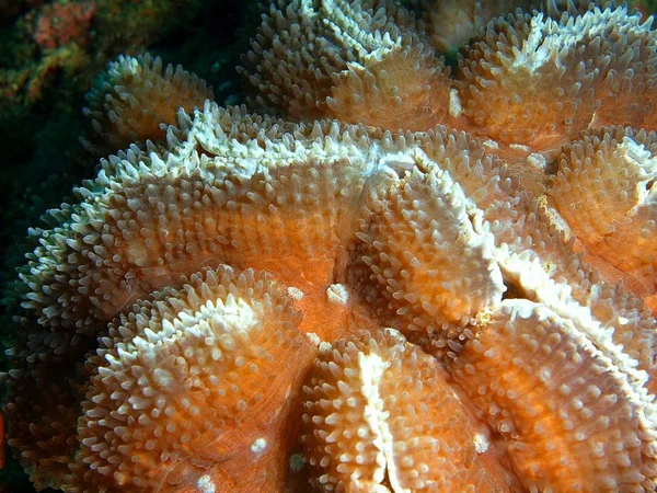 Piedra de coral, Filipinas, Isla de Luzón, Anilo — Foto de Stock