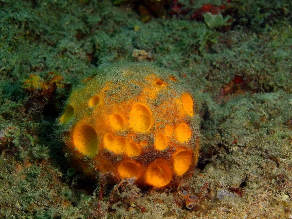 Demosponge, philippinen, luzon island, anilo — Stockfoto