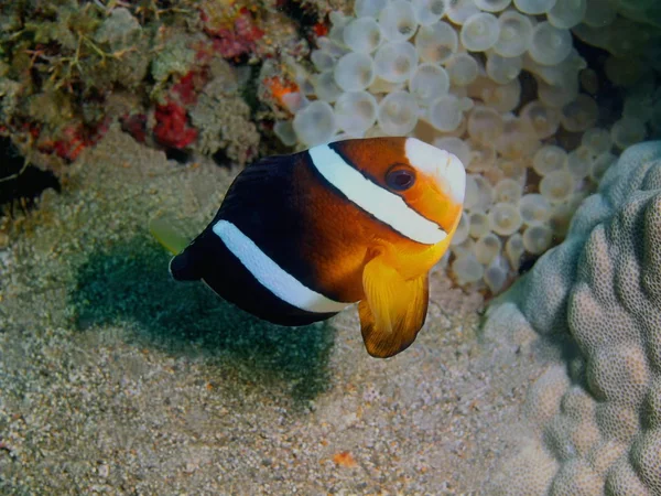 Pesce clown, Filippine, Isola di Luzon, Anilo — Foto Stock