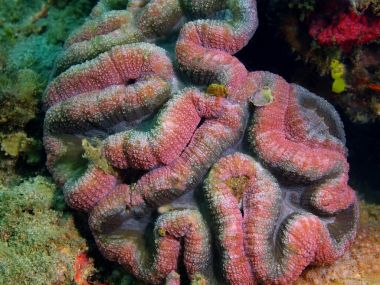 Taş mercan, Filipinler, Luzon Adası, Anilo