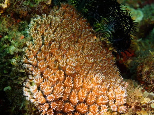 Coral de pedra, Filipinas, Ilha de Luzon, Anilo — Fotografia de Stock