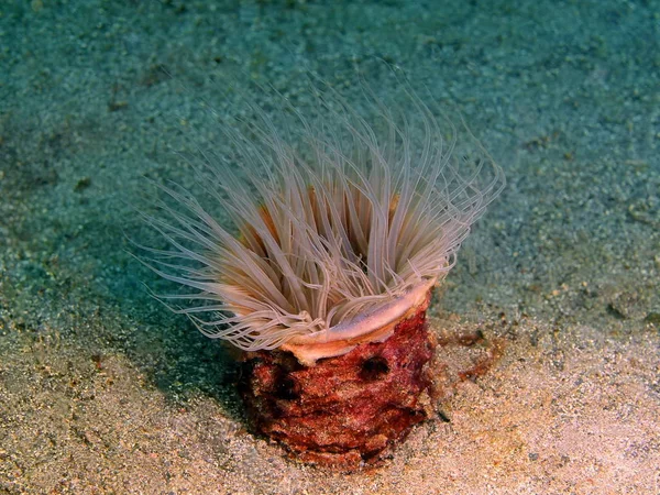 Deniz anemone, Filipinler, Luzon Adası, Anilo — Stok fotoğraf