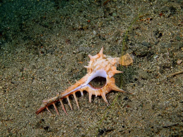 菲律宾, 吕宋岛, 阿尼洛, 软体动物的外壳 — 图库照片