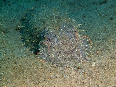 Mürekkep balığı, Filipinler, Luzon Adası, Anilo