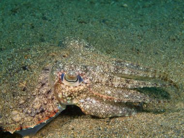 Mürekkep balığı, Filipinler, Luzon Adası, Anilo