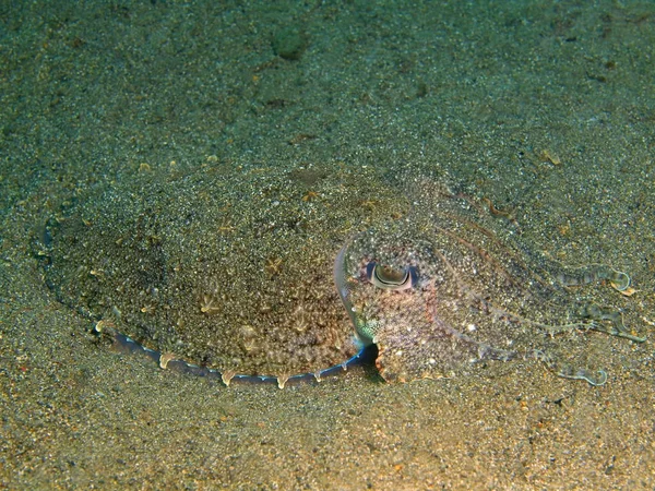 Cuttlefish, Filipinas, Ilha de Luzon, Anilo — Fotografia de Stock