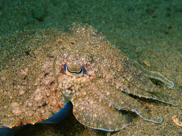 Cuttlefish, Filipinas, Ilha de Luzon, Anilo — Fotografia de Stock