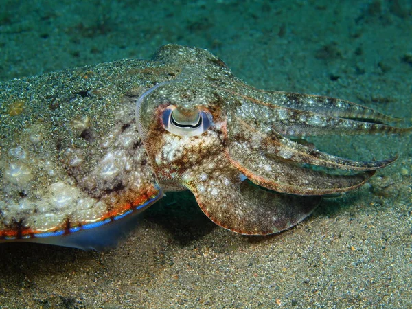 Cuttlefish, Filipinas, Ilha de Luzon, Anilo — Fotografia de Stock