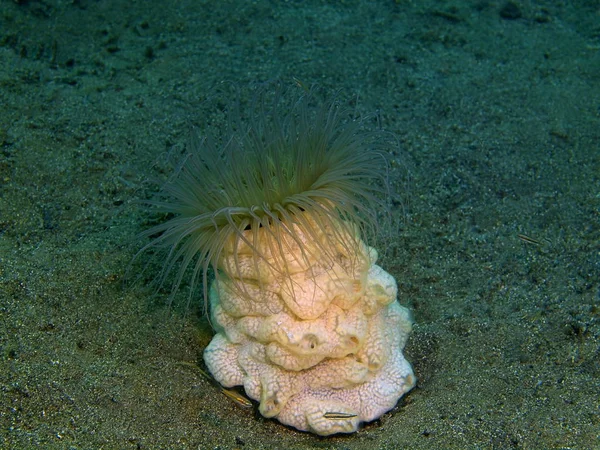 Deniz anemone, Filipinler, Luzon Adası, Anilo — Stok fotoğraf