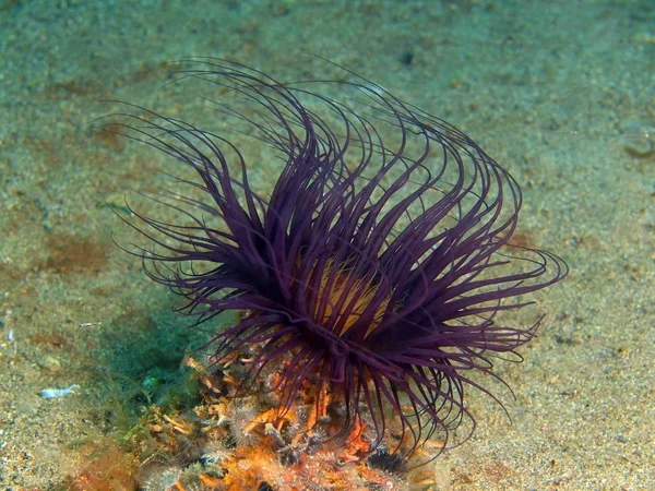 Sea anemone, Philippines, Luzon Island, Anilo — Stock Photo, Image