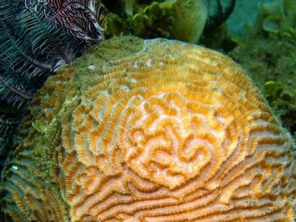 Coral de pedra, Filipinas, Ilha de Luzon, Anilo — Fotografia de Stock